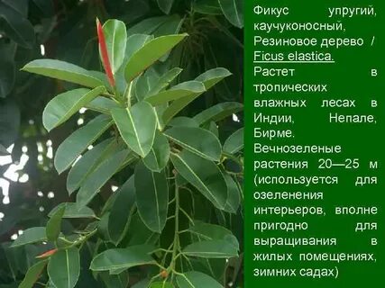 Фикус описание
