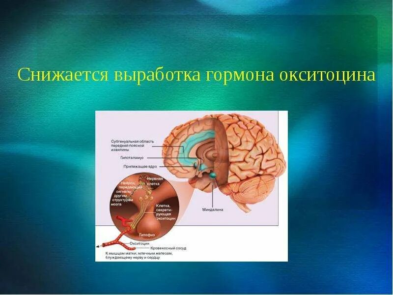 Гормон окситоцин как повысить. Выработка гормона окситоцина. окситоцин вырабатывается в гипоталамусе. окситоцин гормон где вырабатывается. какая железа вырабатывает гормон окситоцин.