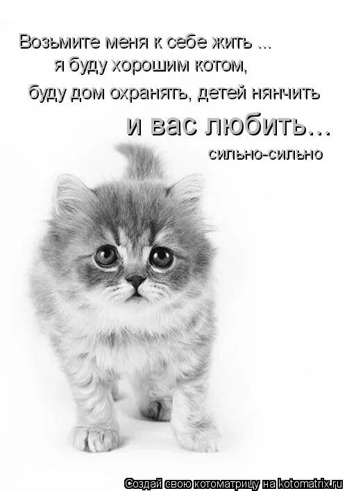 плохой день возьми. берёшь и делаешь кот мем. распечатки возьми с собой. возьми коте. возьми кота реклама москва.