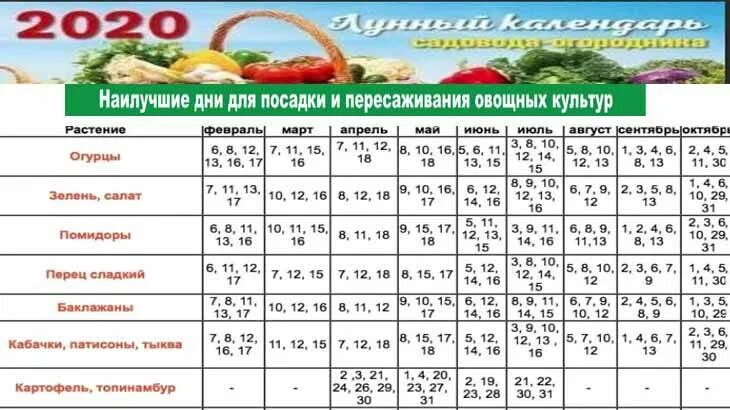 Когда можно сажать перец по лунному календарю. Благоприятные дни для посева семян огурцов на рассаду. Когда сеять помидоры и перец на рассаду. Лунный календарь для посева в грунт огурцов и помидор. График посадки рассады.