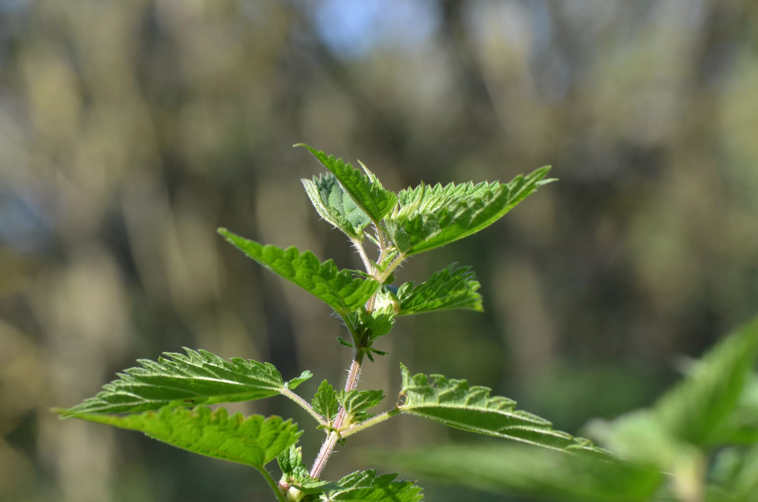 Крапива железо. Крапива двудомная (Urtica dioica). Крапива плосколистная. Соцветие крапивы двудомной. Крапива узколистная.