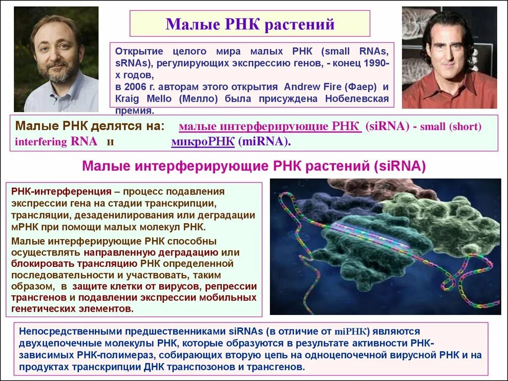 Интерферирующие рнк. Микрорнк и малые интерферирующие рнк. рнк растений. структура малых интерферирующих рнк. малые интерферирующие рнк функции.