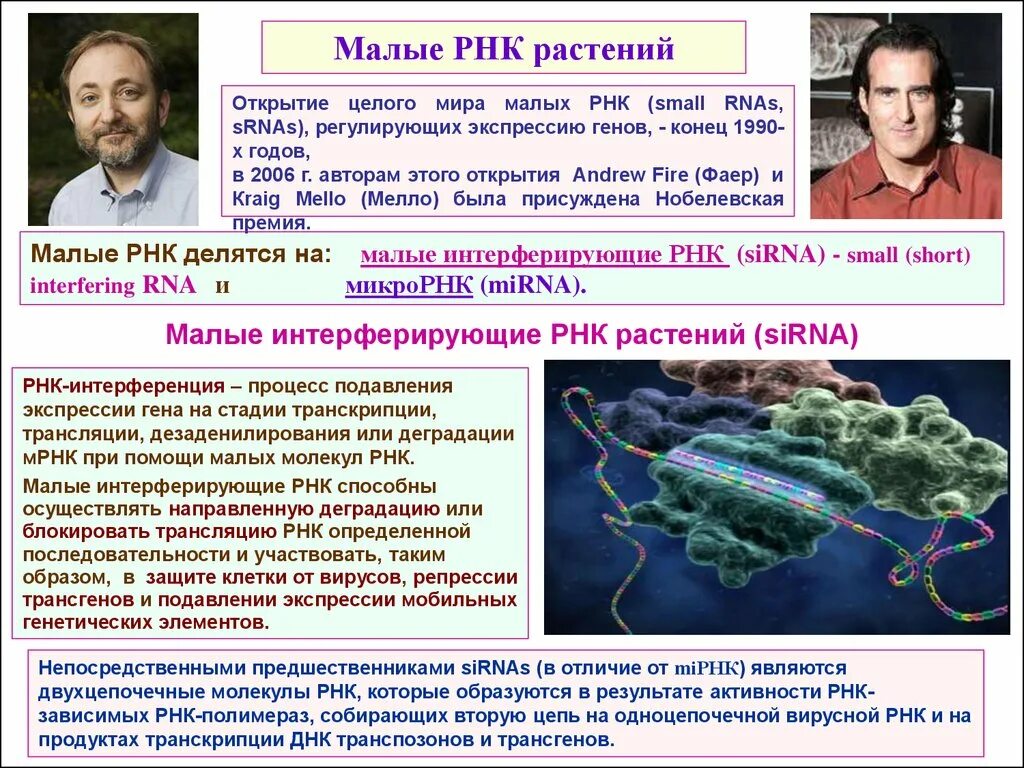 МИКРОРНК И малые интерферирующие РНК. РНК растений. Структура малых интерферирующих РНК. Малые интерферирующие РНК функции.