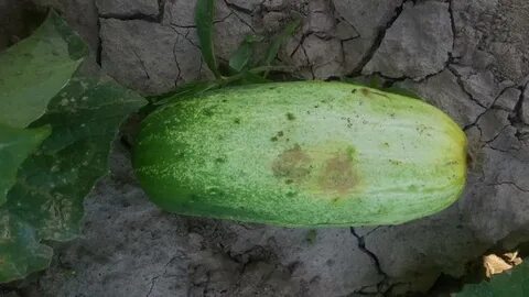 На огурцах желтые пятна на плодах