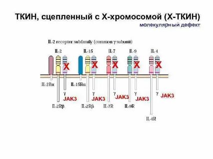 Сцепленная х хромосома