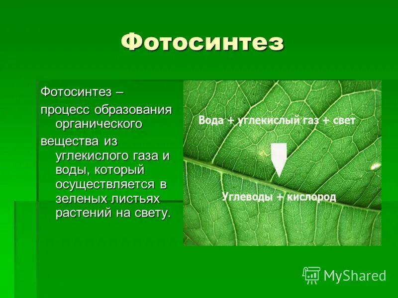 Процесс фотосинтеза. Фотосинтез это в биологии. Фотосинтез 6 класс. Хлорофилл фотосинтез. Зачем растениям фотосинтез