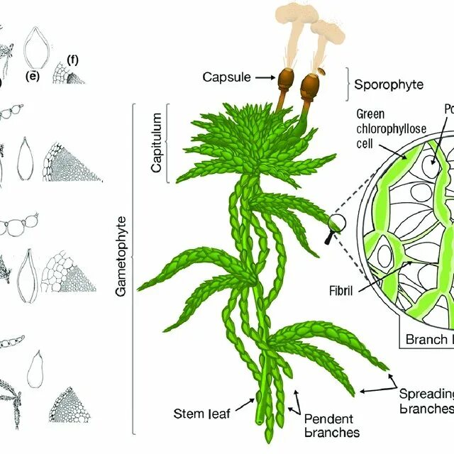 Сфагнум схема. Мох сфагнум строение. Строение мха сфагнума схема. Мох сфагнум строение рисунок. Из каких исходных клеток образуются листья мха