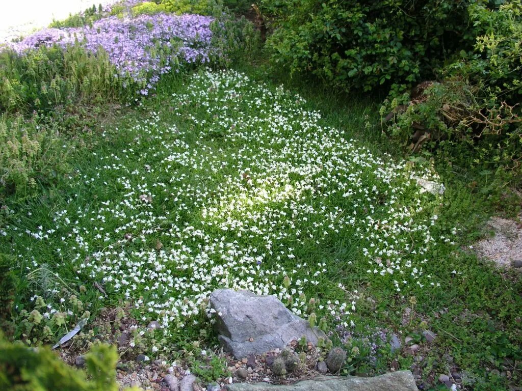 Мазус ползучий фото. Мазус ползучий. Мазус ползучий (mazus reptans). Мазус почвопокровный. Мазус Альбус.