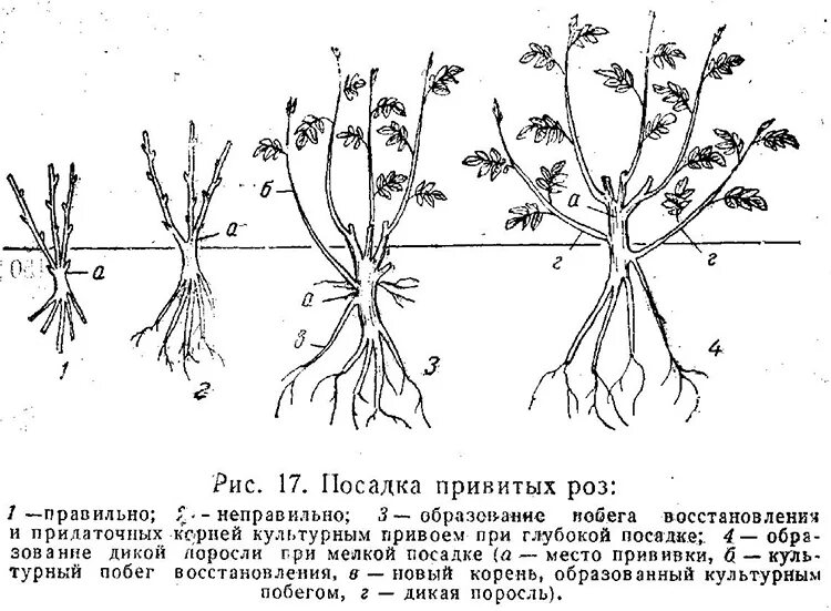 Посадка роз с заглублением прививки. Посадка роз с прививкой. Посадка чайно гибридных роз. Правильный саженец розы.