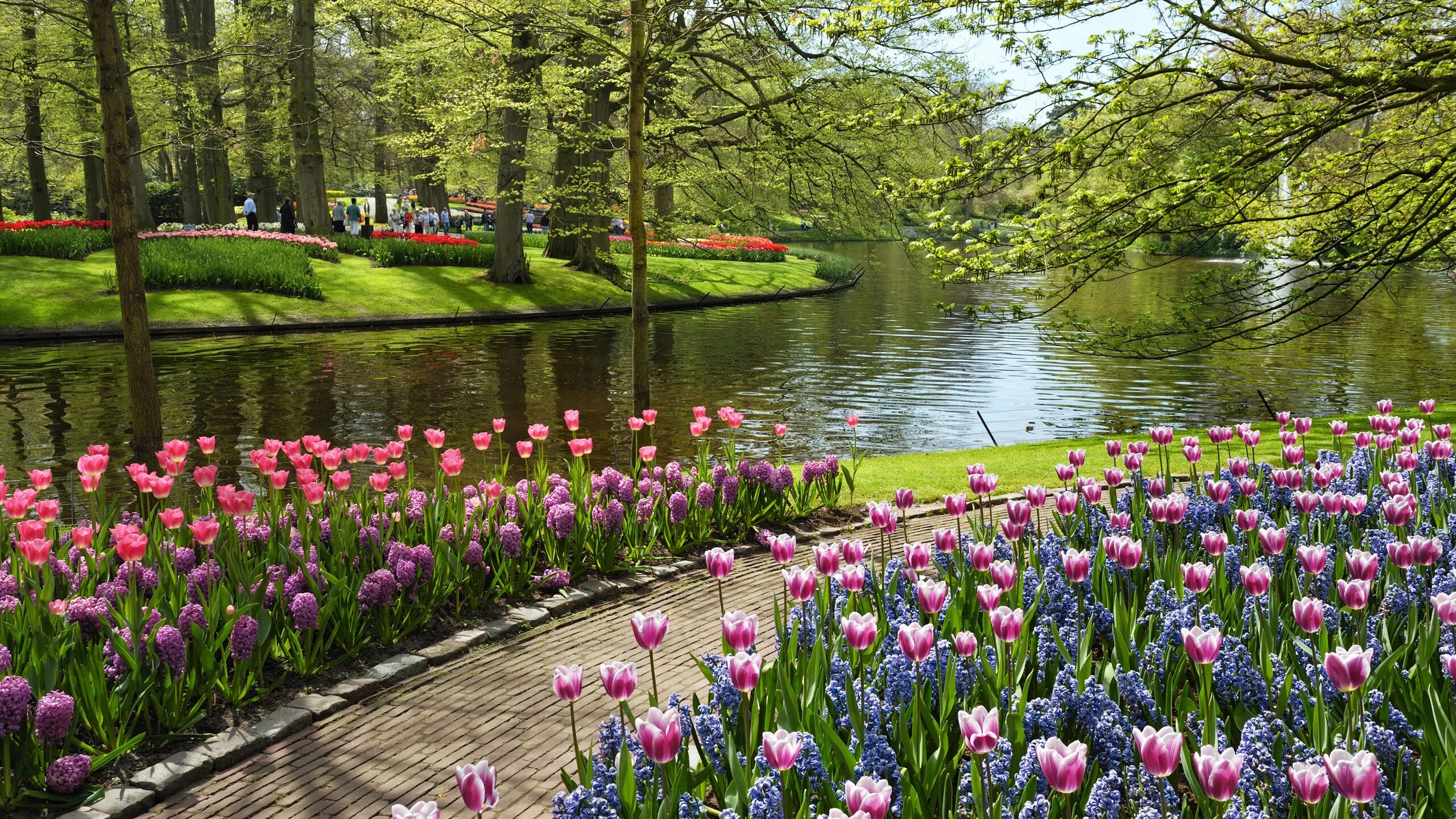 Парк «Кекенхоф» (Keukenhof) летом. Парк тюльпанов, Кекенхоф.. Парк цветов кёкенхоф (г. Лиссе). Флауэрс Гарден парк. Цветы в саду май