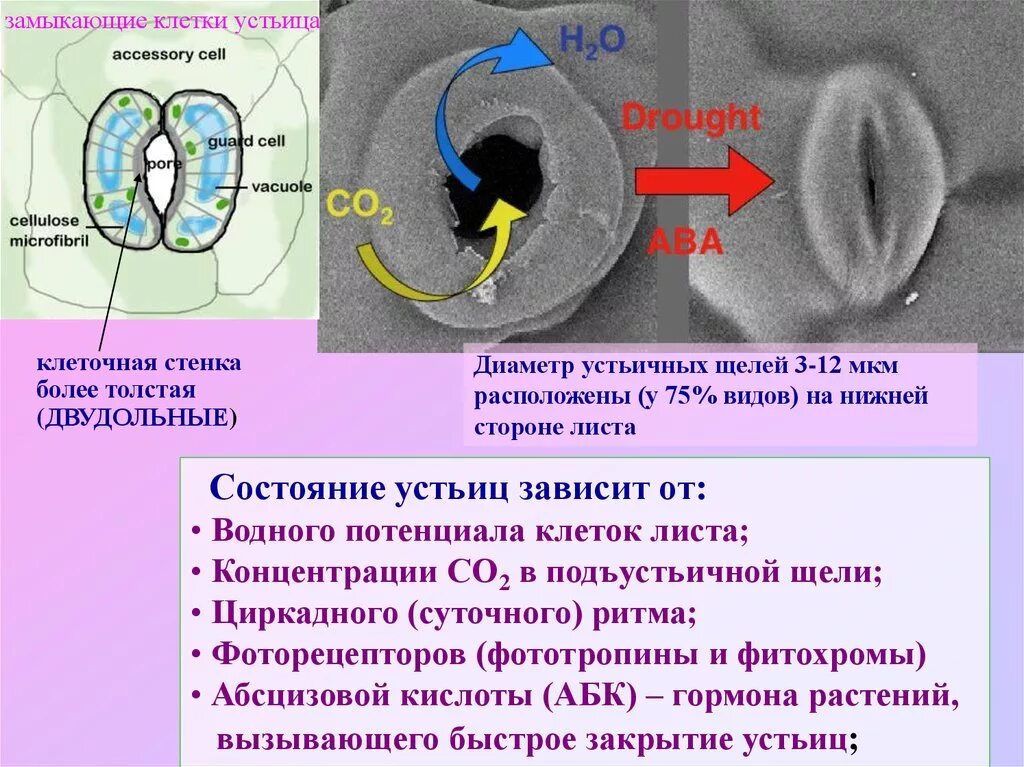 Физическое состояние клетки. Процесс открывания устьиц. Механизм движения устьиц. Механизм работы устьиц. Клетки устьиц.