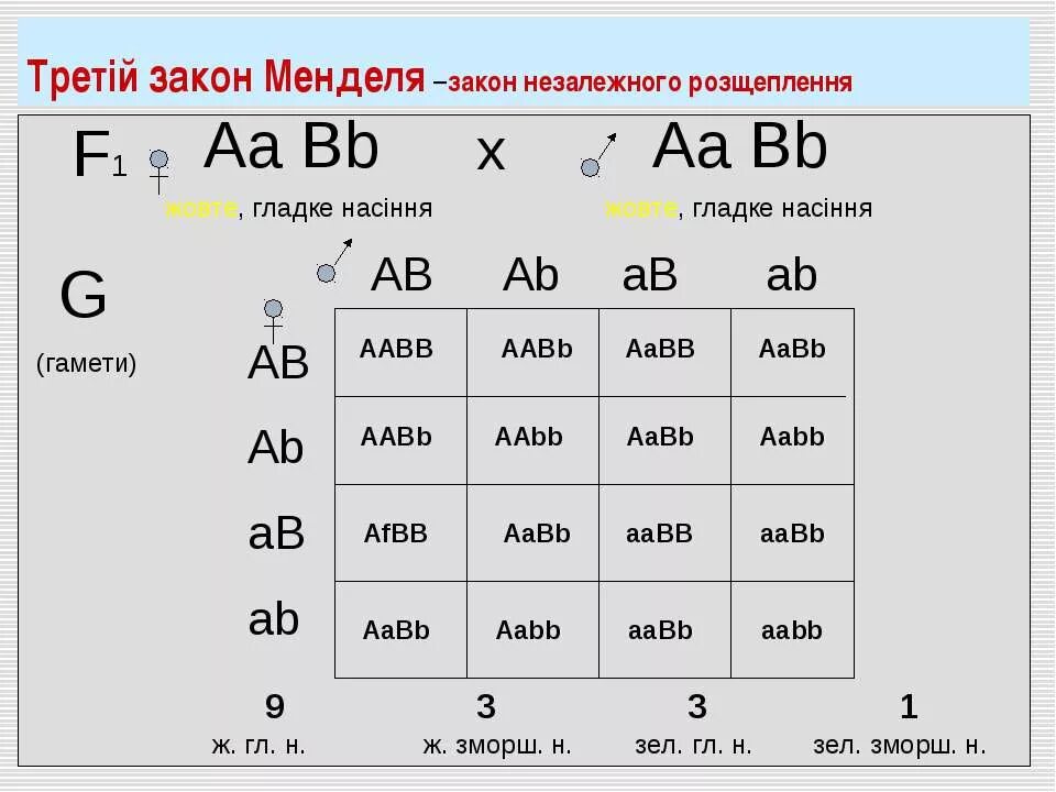 AABB * AABB решётка Пеннета. Законы Менделя таблица. AABB AABB скрещивание. Ab ab ab ab таблица.