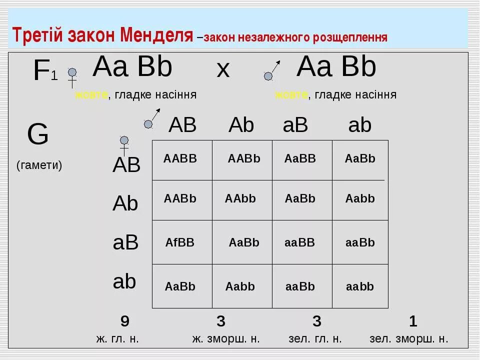 Aabb aabb соотношение генотипов. AABB * AABB решётка Пеннета. Законы Менделя таблица. Ab ab ab ab таблица. Законы Менделя АА АА АА АА.