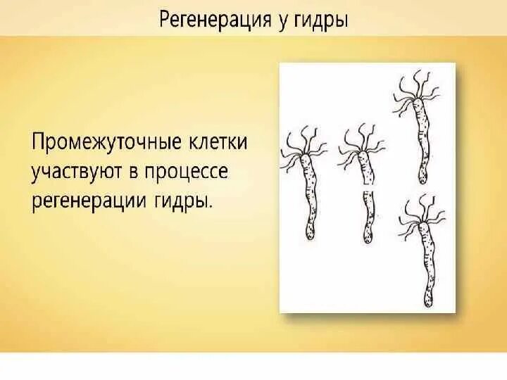 Регенерация хорошо развитая у кишечнополостных происходит. Регенерация гидры пресноводной. схема регенерации гидры. процесс регенерации гидры. регенерация клетки гидры.