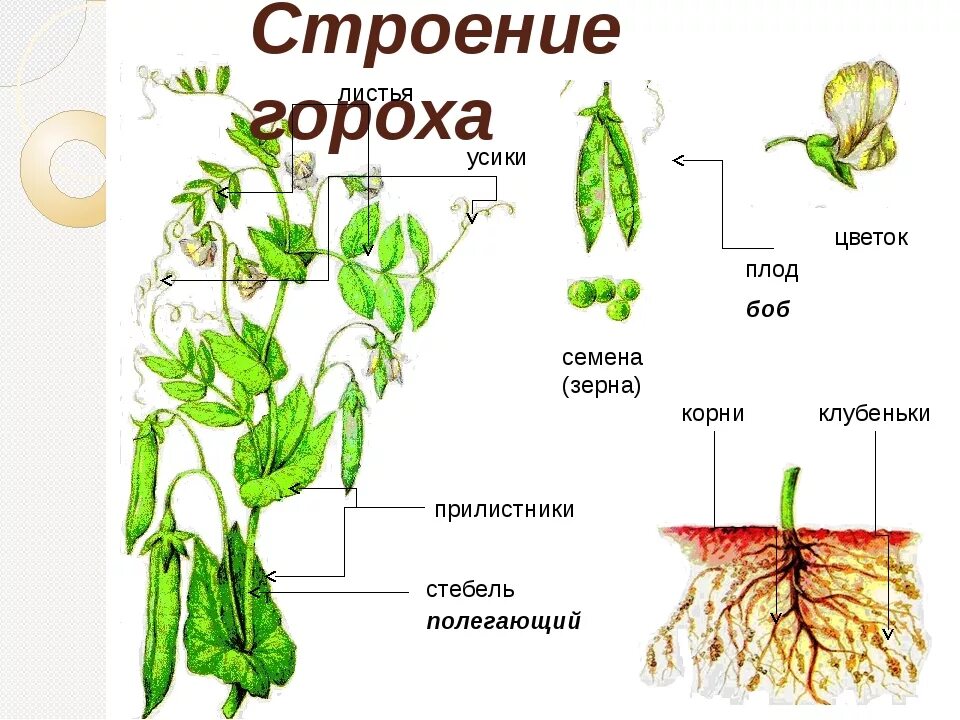 Внешнее строение гороха. Горох строение растения. Строение плода гороха посевного. Горох бобовых строение.