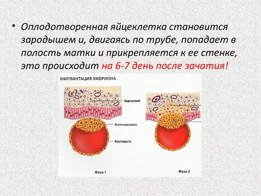 Оплодотворение и имплантация. Имплантация оплодотворенной яйцеклетки происходит. Имплантация после оплодотворения. Имплантации плодного яйца в маточную стенку.