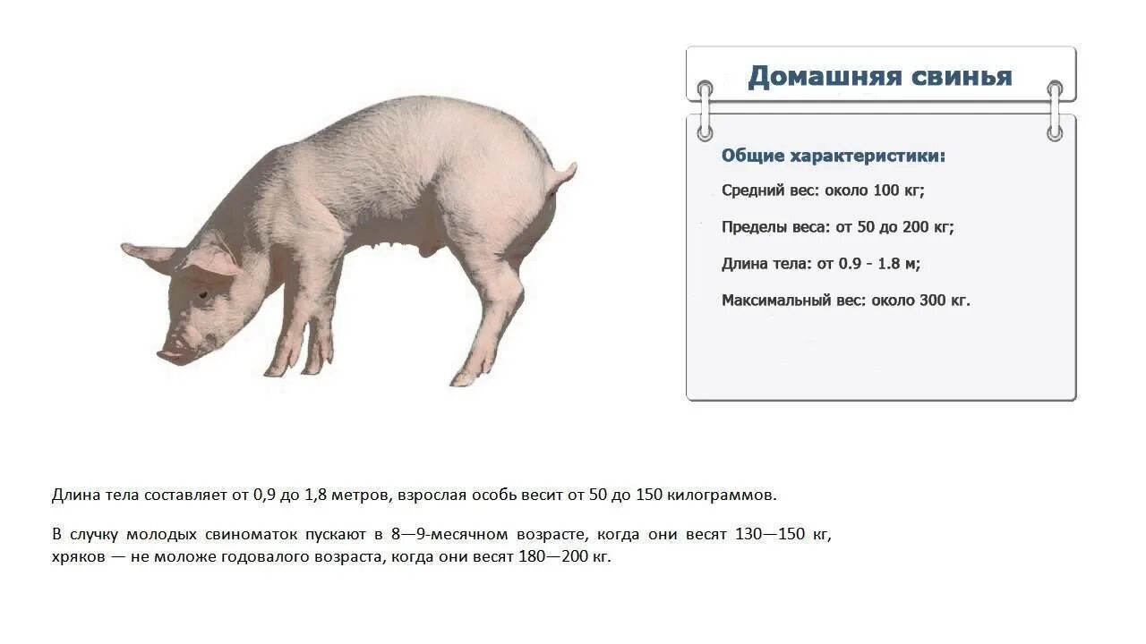 Средний вес кабана. Средний вес поросенка в 6 месяцев. таблица размеров свиней вес. таблица веса поросят. таблица размеров поросят веса.