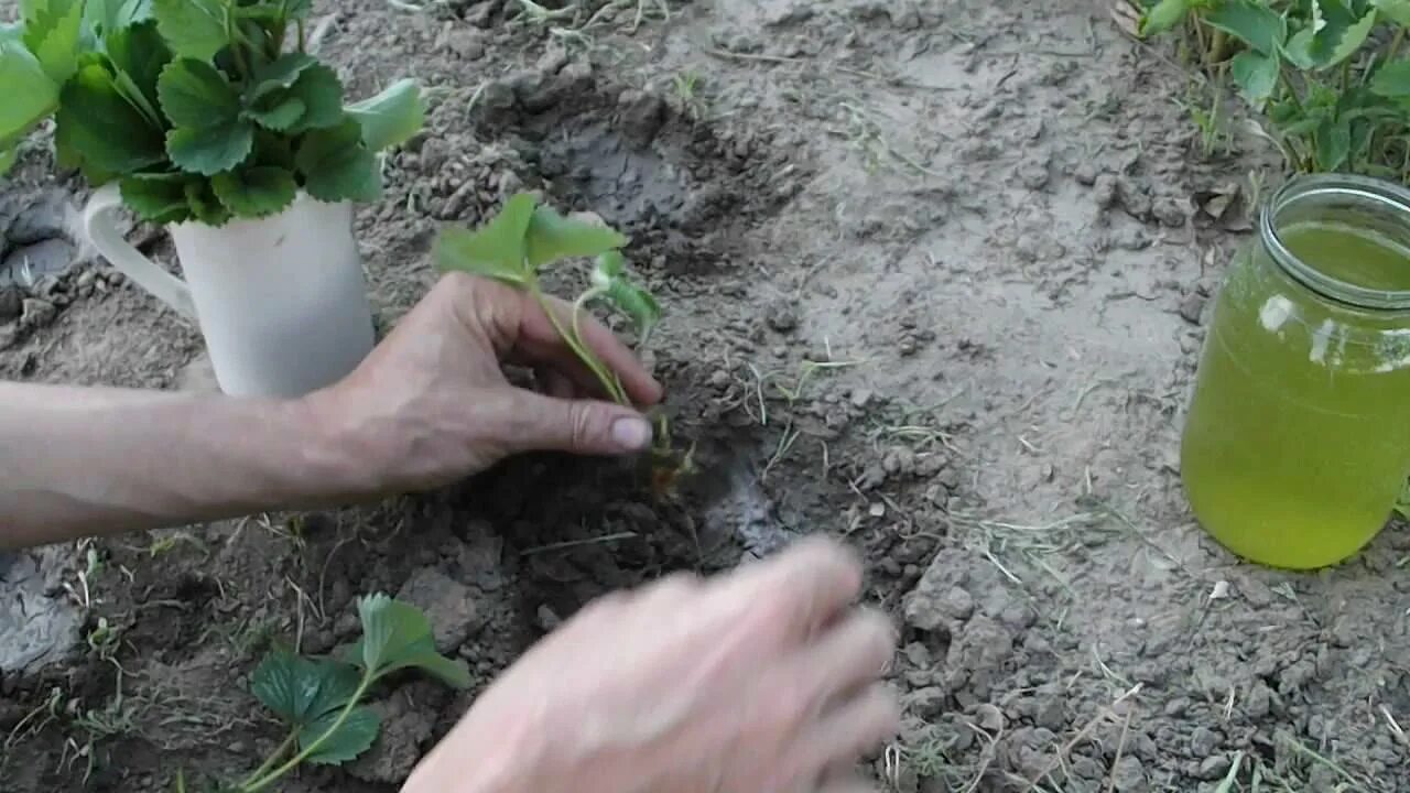 Покажи видео как сажать. Приспособление для посадки клубники. Посадка клубники осенью в открытый грунт. Высадка клубники в грядки. Посадка клубники в июле.