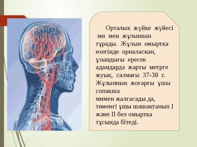 Жүйке физиологиясы презентация. Ми мен жұлын. Жүйке жүйесі презентация. Ми құрылымы.