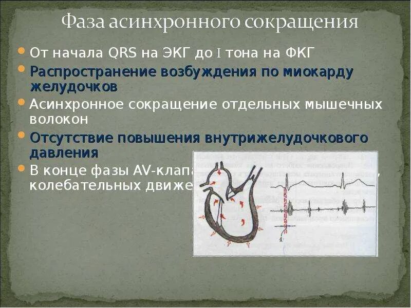 Внутрисердечная гемодинамика. Фаза асинхронного сокращения желудочков. Асинхронное сокращение на ЭКГ. Асинхронное сокращение желудочков.