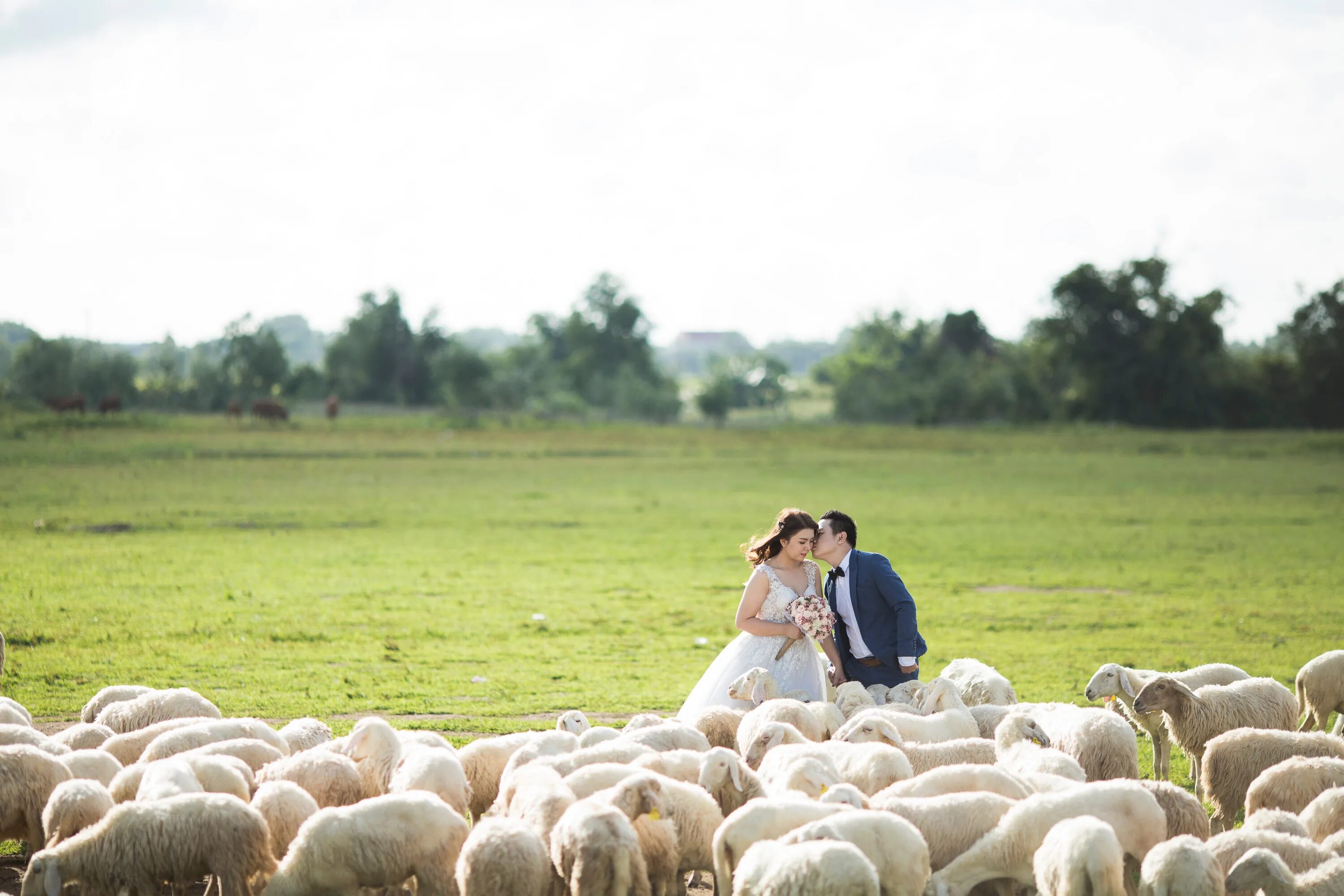 Пасу овечек. Овечки в поле. Фотосессия с овечками. Поле с овцами. Фотосессия с овцами.