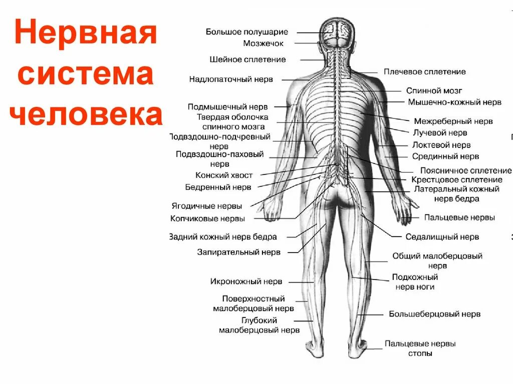 Назовите нервную систему