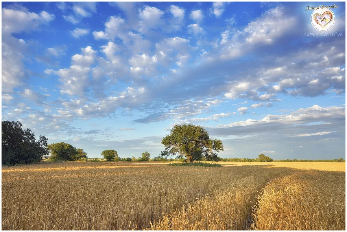 Пейзаж поле. Золотистые поля. Красивое поле. Колосья на рассвете. Моя родина ставрополье.