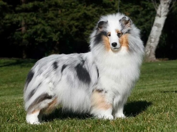 Sheltie: megjelenés, karakter, karbantartása és tisztítása (+ fotók) Шелти, Поро