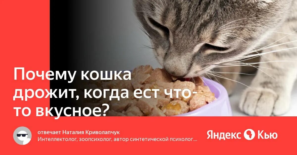 Почему кот трясется. Почему кошка дрожит. кошка дрожит. почему кошки трясут головой когда едят. почему котенок дрожитдрожит во сне.