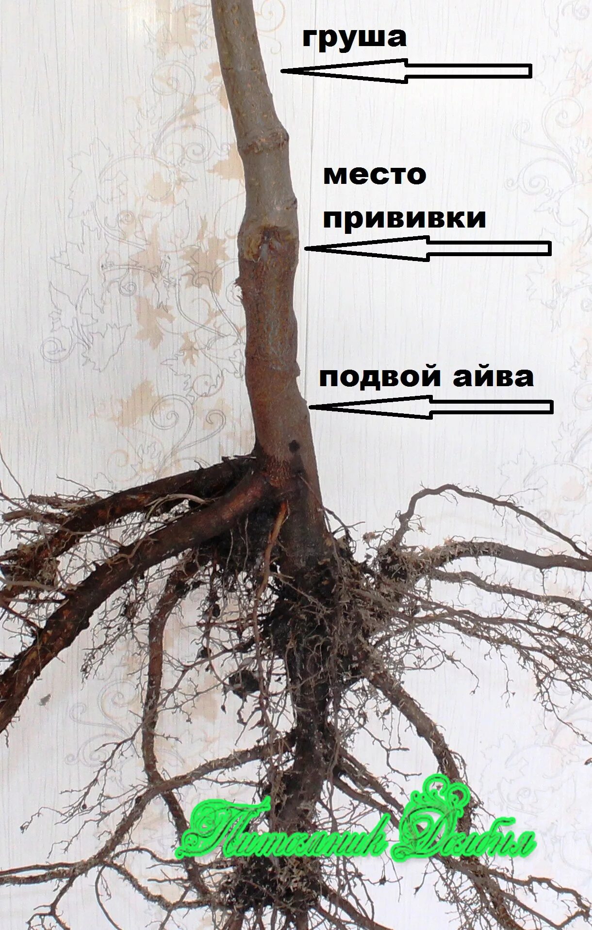 Где находится прививка. Корневая шейка заглублена саженцы. Корневая шейка у груши. Корневая шейка саженца яблони. Посадка яблони корневая шейка.