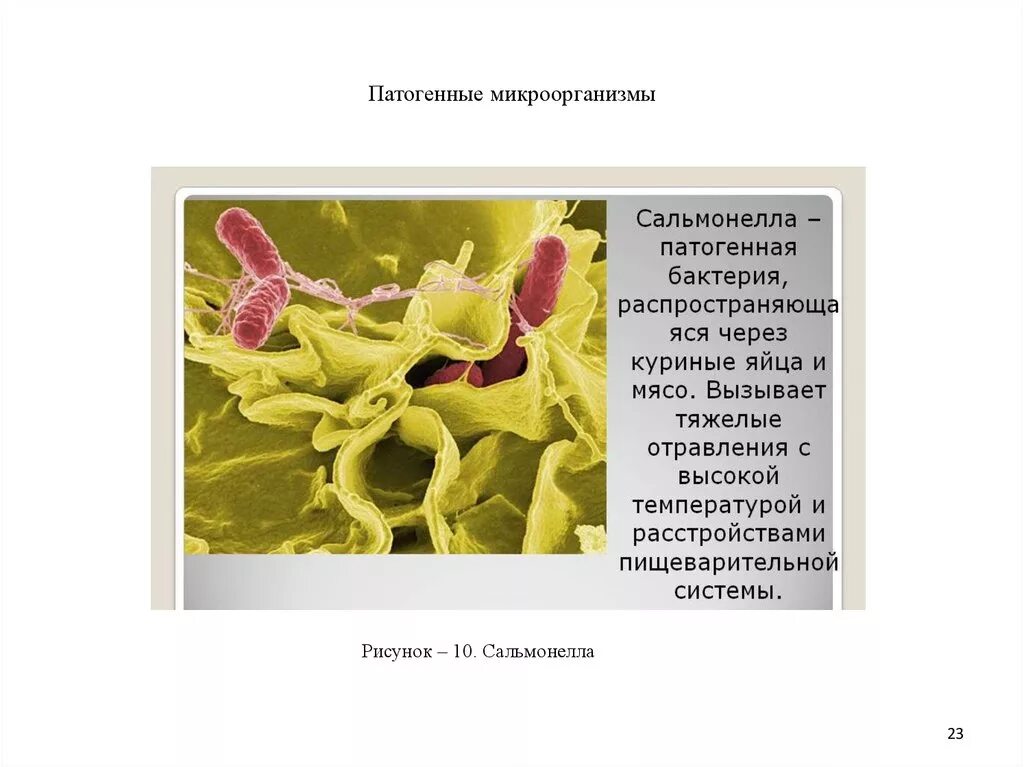 Значение болезнетворных бактерий. Болезнетворные бактерии сальмонелла. Болезнетворные бактерии сальмонелла доклад. Патогенные микроорганизмы в том числе сальмонеллы. Патогенные бактерии.
