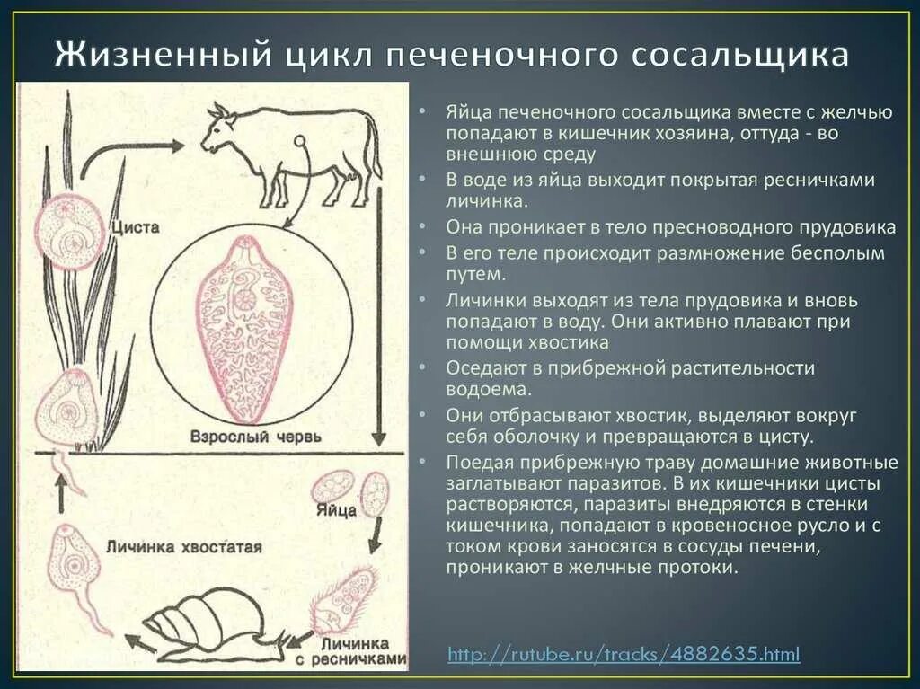 Как можно заразиться печеночным