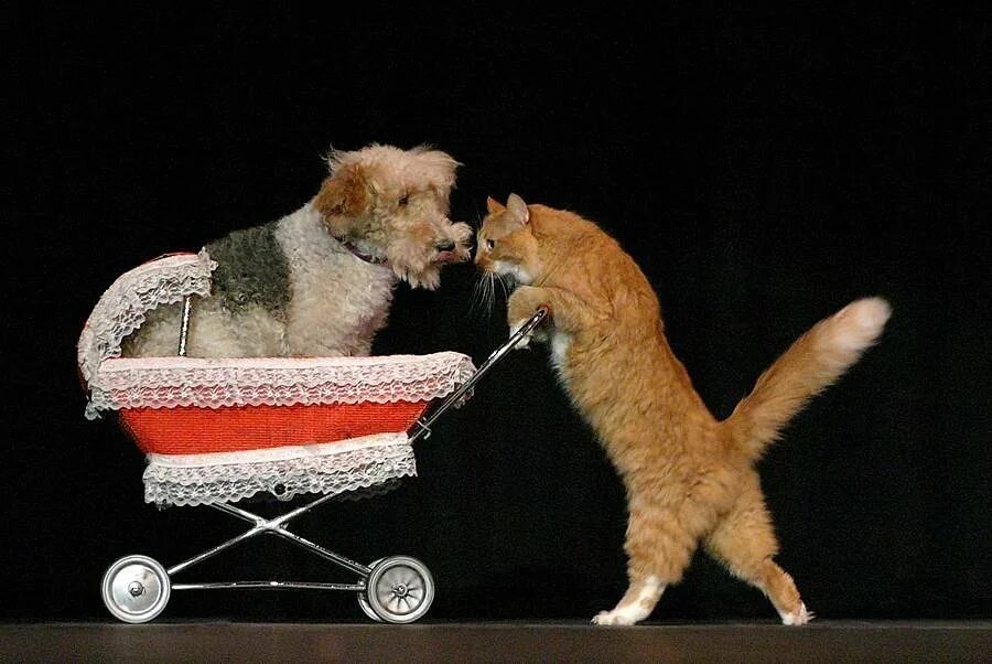 Theater pet. Кошки и собаки в цирке. Дрессированные кошки. Дрессированные кошки и собаки. Котики в цирке.