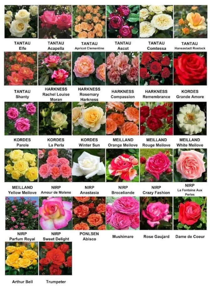 Названия разновидностей роз. Наименование сортов роз. Розы всех видов и названия. Сорта роз и их названия. Интересные сорта роз.