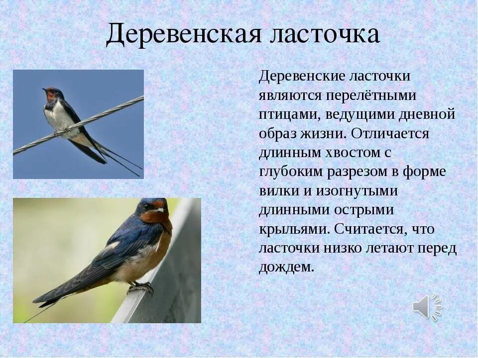 Ласточка птица описание. Доклад про ласточку. Доклад на тему Ласточка. Краткая информация о Ласточке.