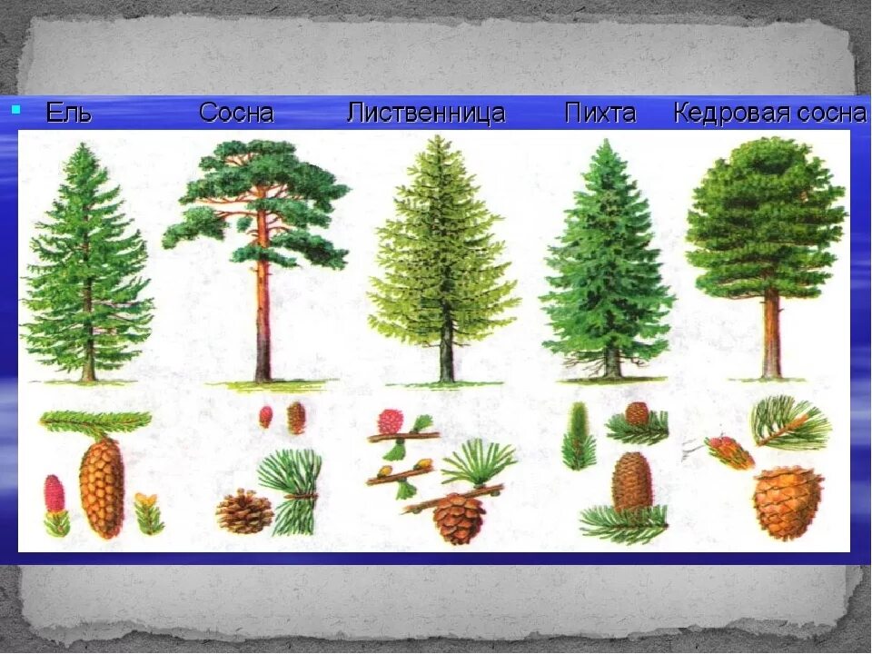 Ели пихты лиственницы сосны