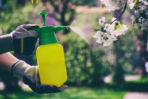 Опрыскивание деревьев во время цветения от вредителей