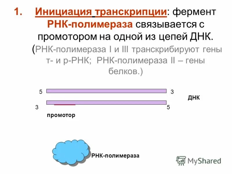 Промотор рнк полимеразы 3