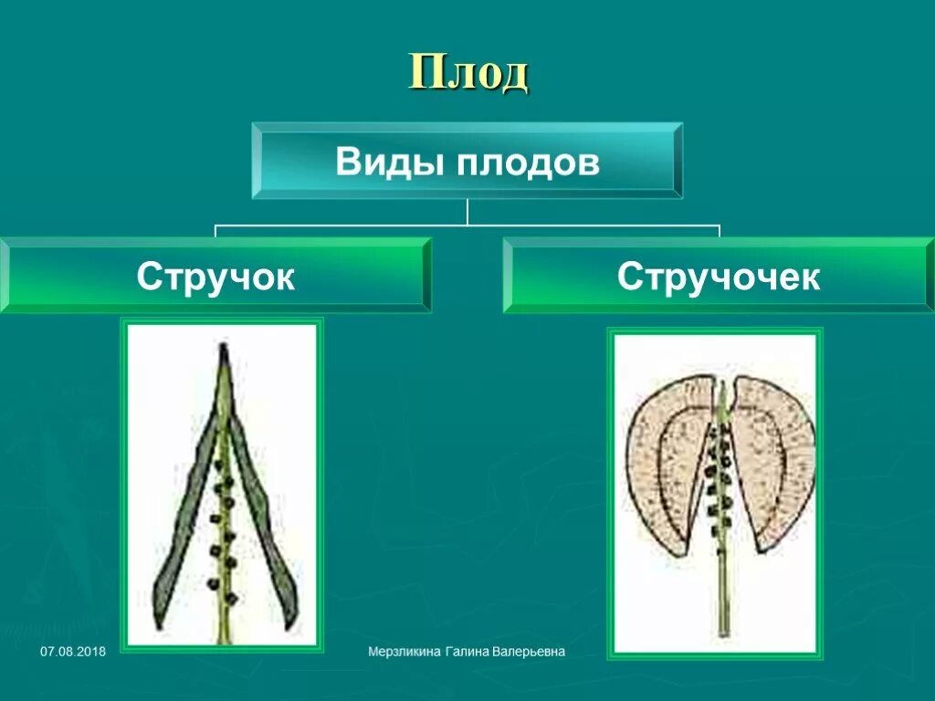 Тип плода у крестоцветных. Крестоцветные плод стручок. семейство крестоцветные плод стручок. тип плода крестоцветных. стручочек семейство капустные.