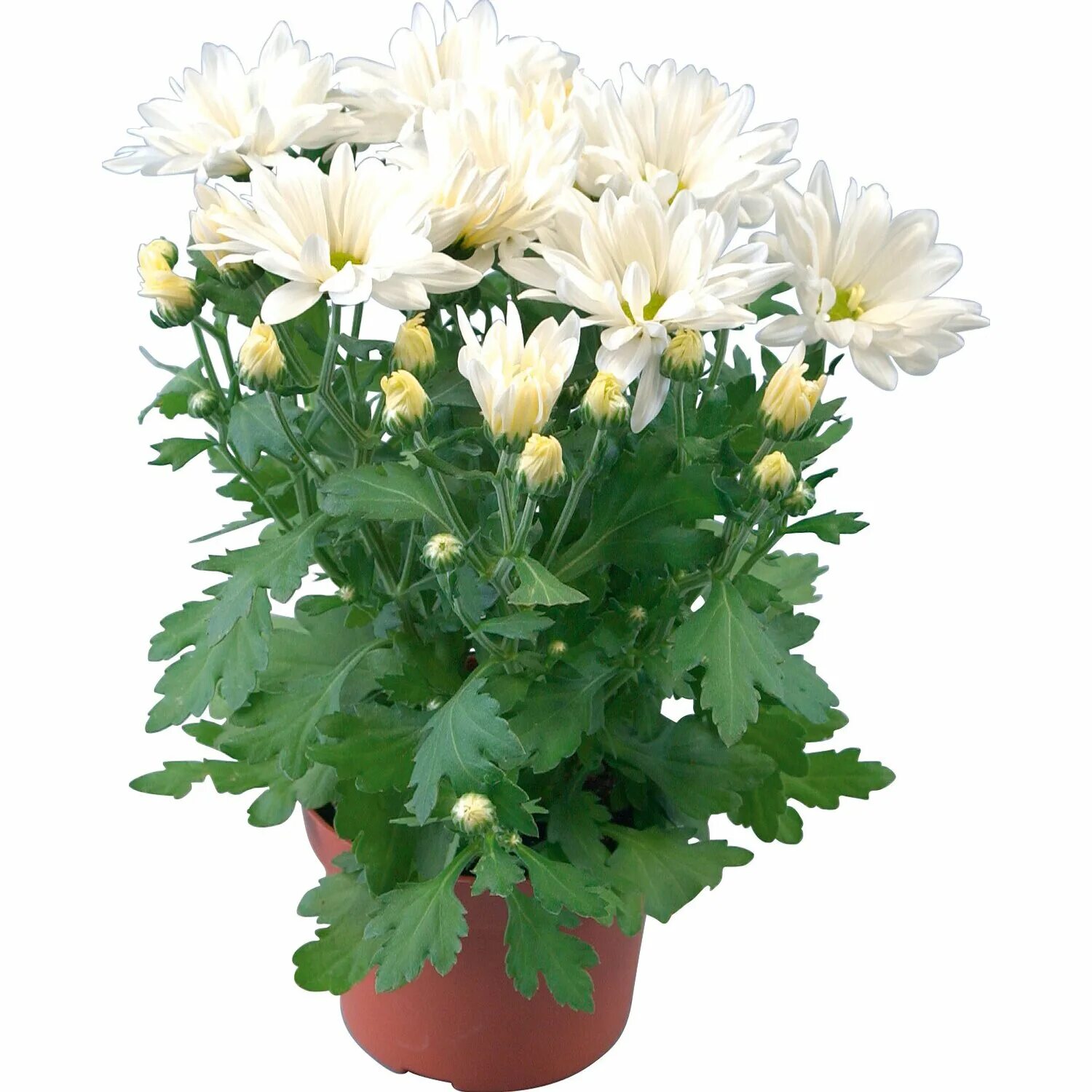 Хризантема съедобная. Овощная хризантема кикубари. Хризантема жозефина. Хризантема овощная выращивание. Хризантема овощная.