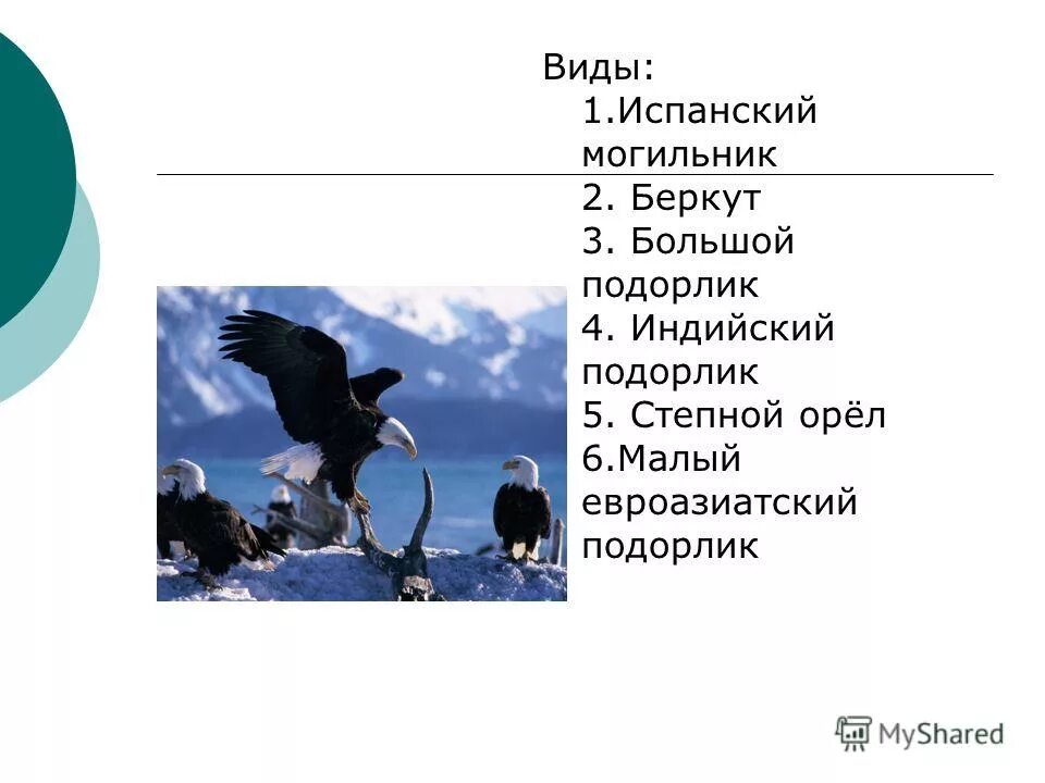 Орел работа на личном. Презентация на тему орлов. орел могильник и беркут тип взаимоотношений. призентация на тему орёл. орёл-могильник и его отличие от беркута в полёте.