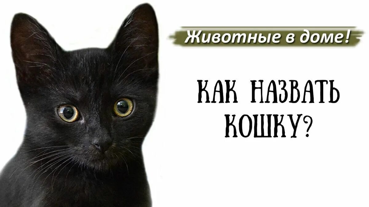 Как назвать серую кошку девочку