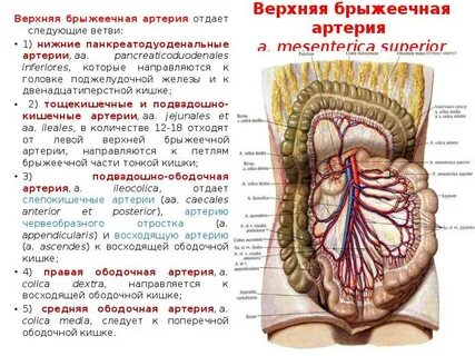 Кровоснабжение ободочной кишки