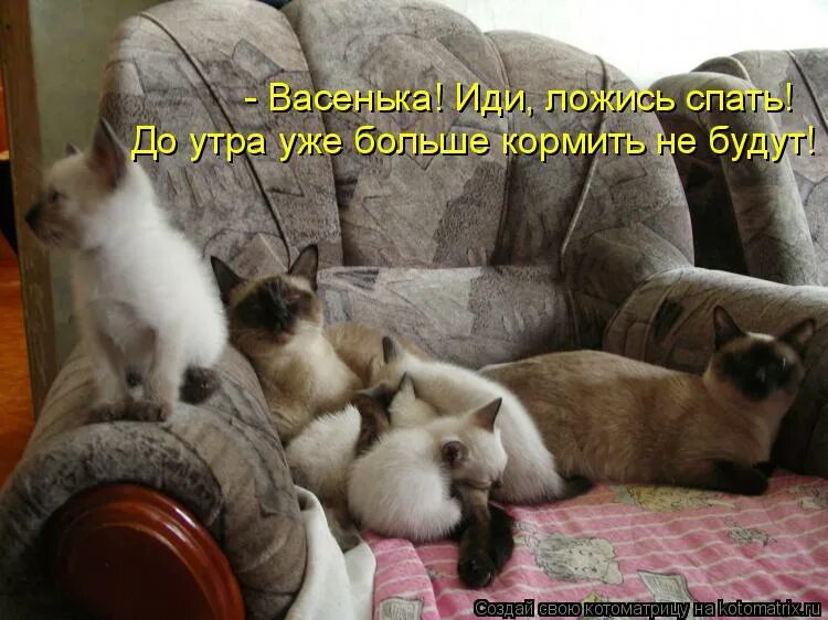 Иди ляг полежи. Ломай полностью мем. Иди ложись говорю. Переписка ложись спать. Иди ложись говорю.