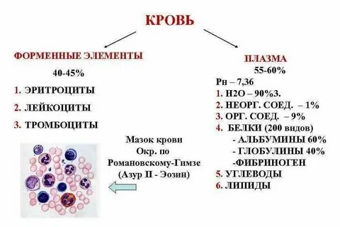Лейкоциты эритроциты что это