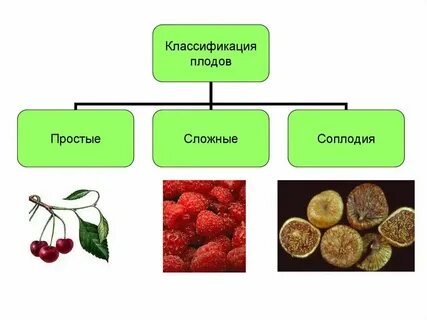 Плоды какая ткань