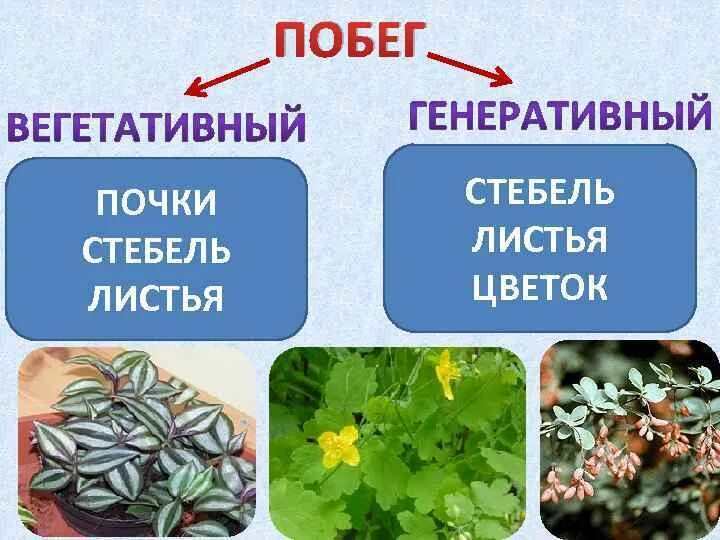 Как выглядят вегетативные растения Что такое вегетативные растения