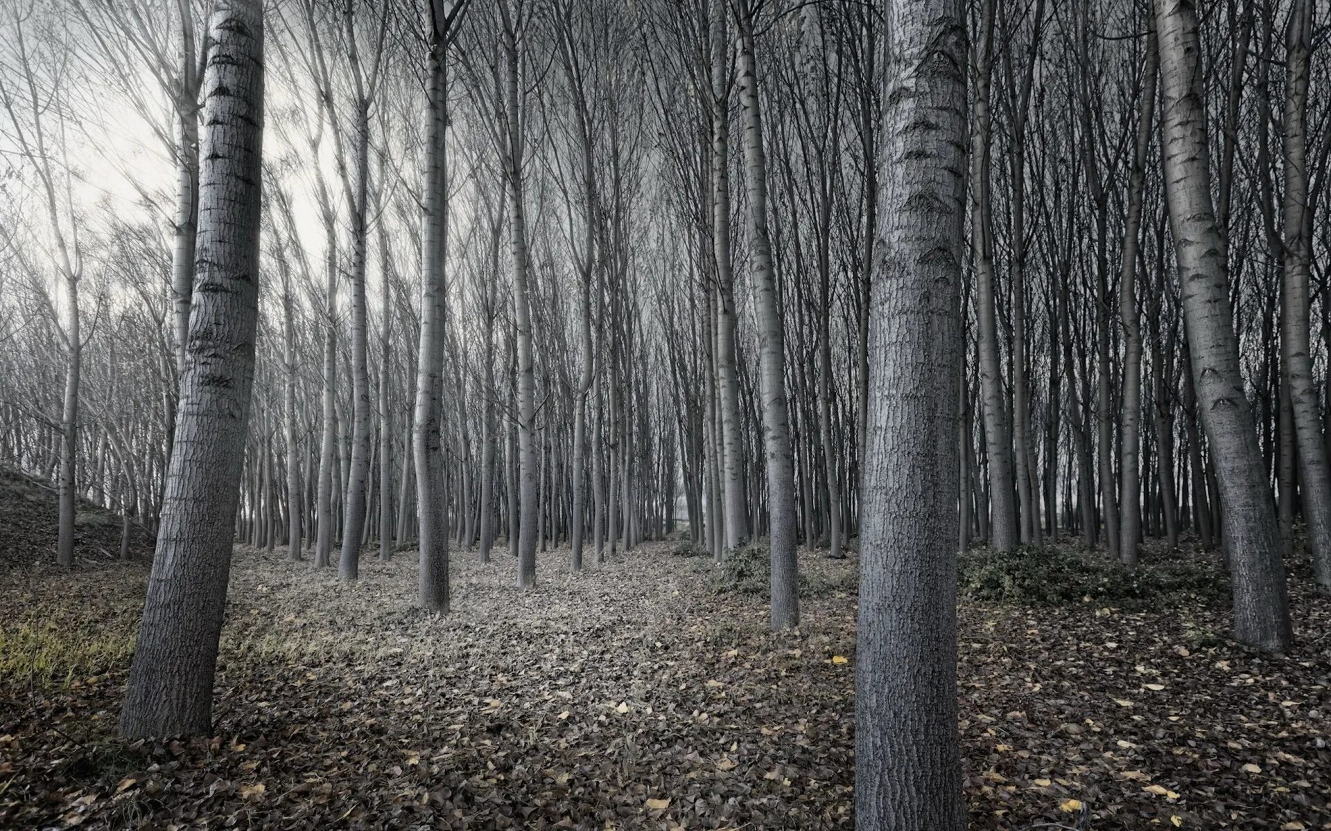 Ее стволы стали зеленовато серыми найдите слово. Серый лес. Дерево с темным стволом. Пустой лес. Серая осень.