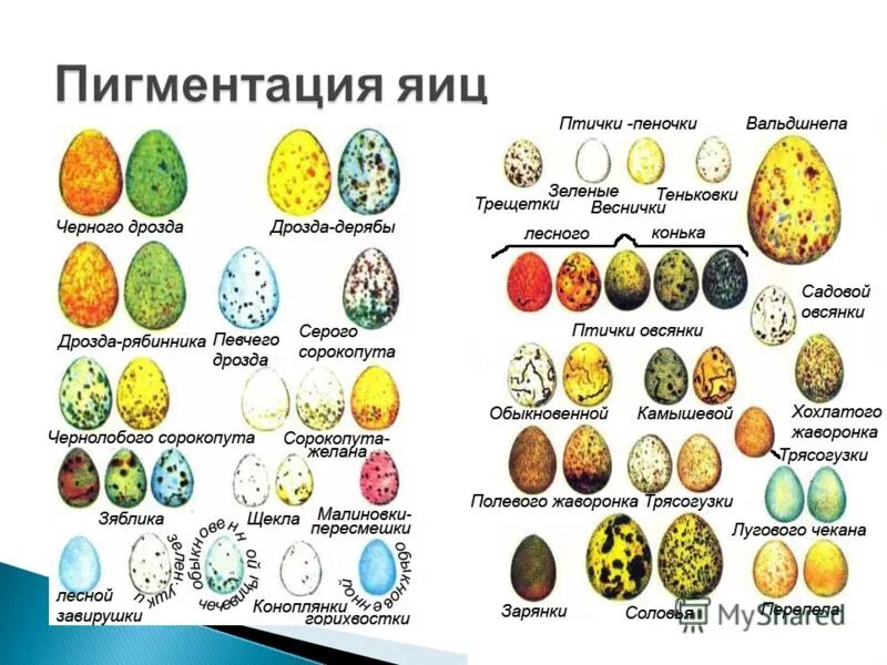 Яйцо птицы и пресмыкающихся. Строение яйца птицы амнион. Яйцо птицы и пресмыкающихся. Строение яйца с зародышем. Строение эмбриона пресмыкающихся.