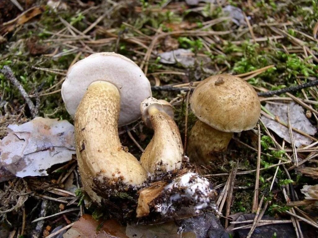 Желчный гриб какой. Горчак, ложный белый гриб. Tylopilus felleus. Ложный Боровик белый гриб. Желчный гриб трубчатый или пластинчатый.